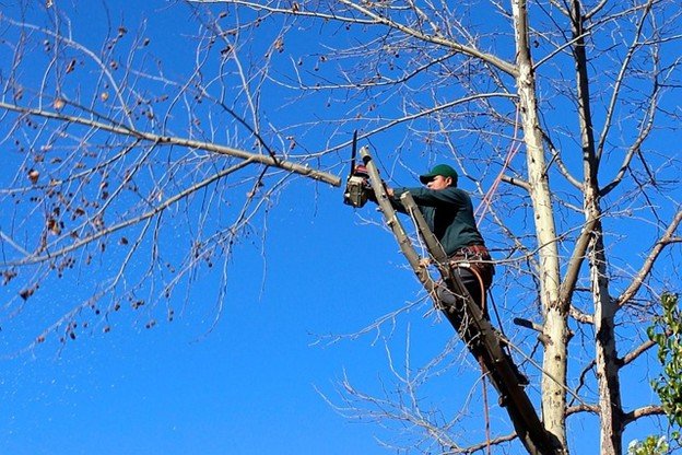 Overgrown tree canopy with dense branches before professional tree trimming and pruning service in Fenton, MO.