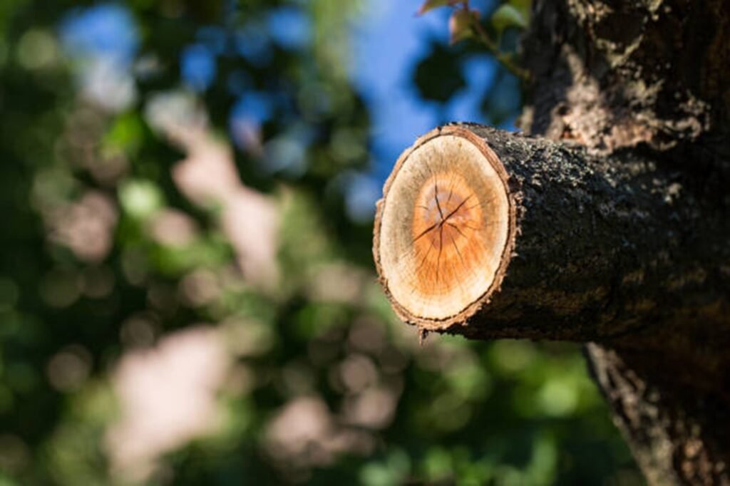 Freshly pruned tree branch showing clean, professional cuts made during expert tree trimming and pruning services by Precision Tree Pros.