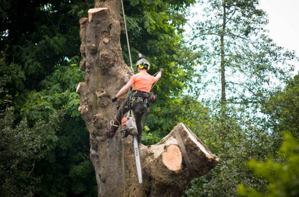 Certified arborist safely removing a large tree using climbing gear and a chainsaw during a residential tree removal project in Fenton, MO.