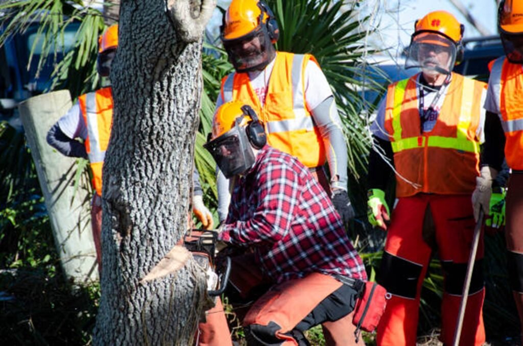 Professional tree removal crew safely cutting down a residential tree using chainsaws and protective safety equipment in Fenton, MO.