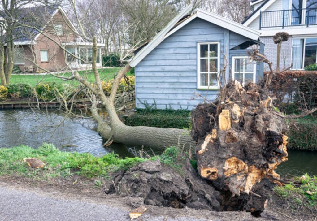 Large uprooted tree lying beside a residential property after severe storm damage, requiring professional cleanup in Fenton, MO.