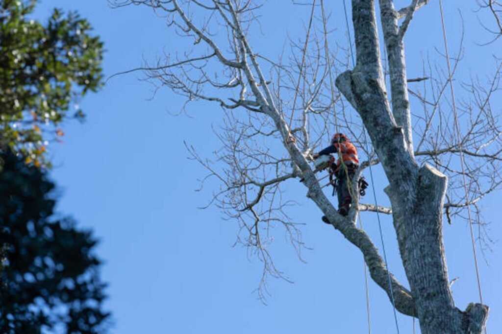 Professional arborist safely removing a large tree using climbing equipment during a residential tree removal project in Fenton, MO.