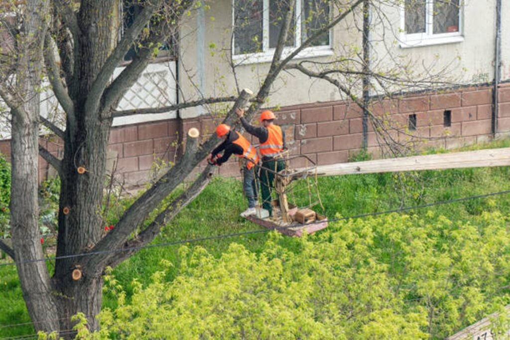 Professional tree trimming crew using an aerial lift to prune large tree branches at a residential property in Fenton, MO.